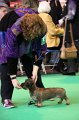 Crufts2010 796